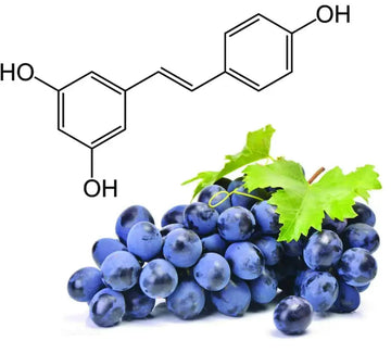 Resveratrol – fördelar och användning som kosttillskott