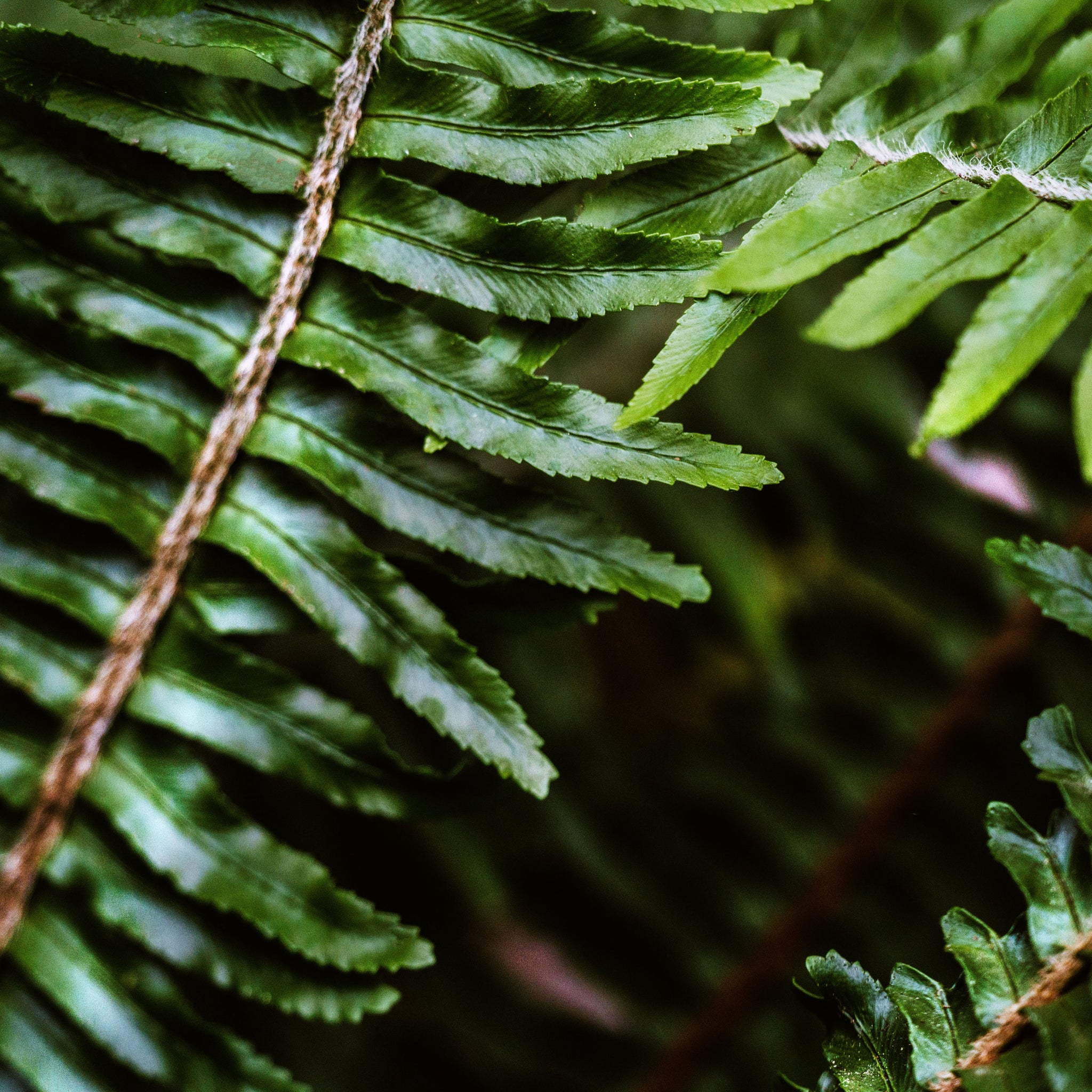 Tongkat Ali trädet, även kallat Eurycoma longifolia-trädet