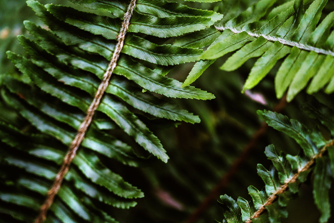 Tongkat Ali trädet, även kallat Eurycoma longifolia-trädet