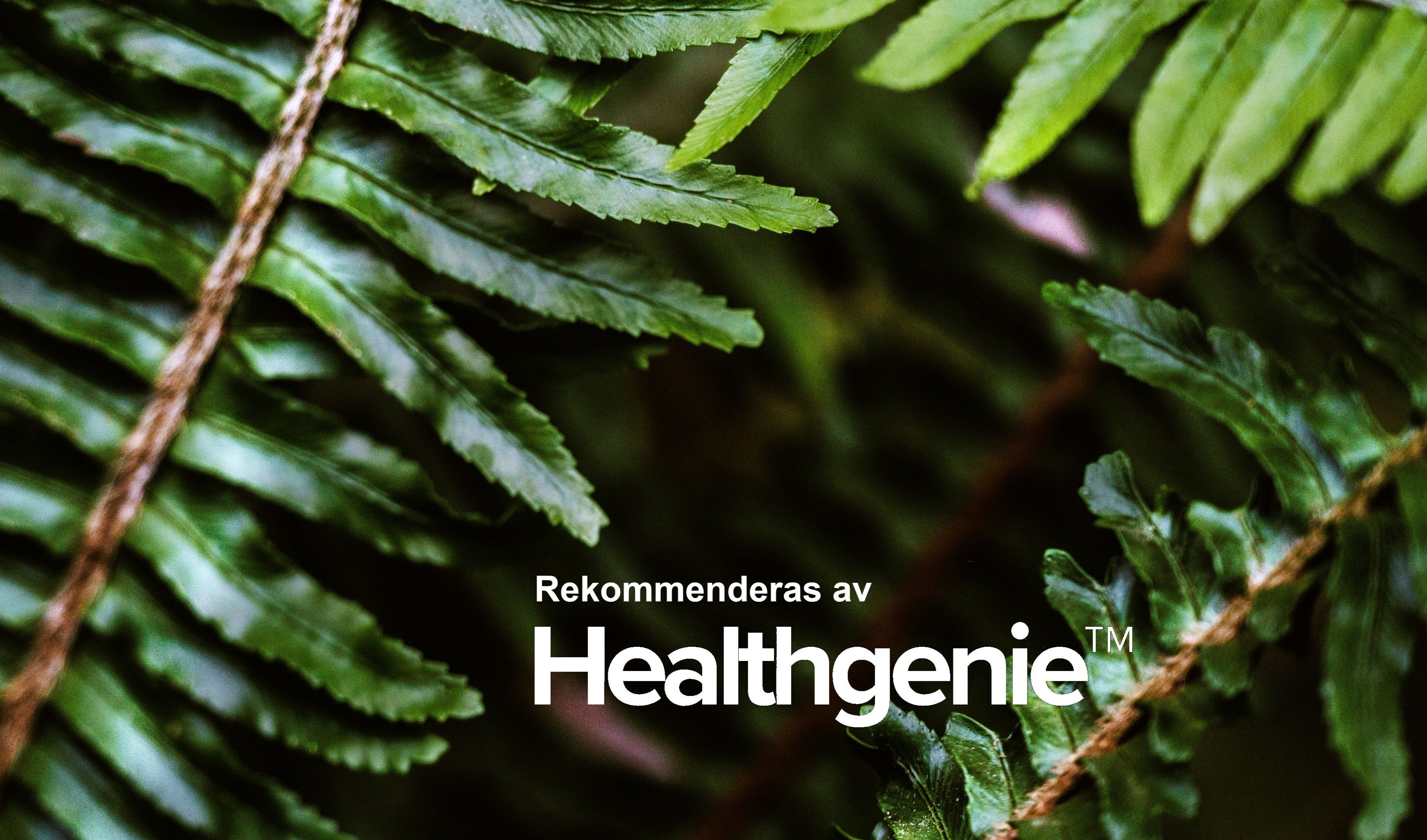 Gröna Tongkat Ali träd och plantor i närbild med texten Rekommenderas av Healthgenie som lyfter fram rekommendation från dom.